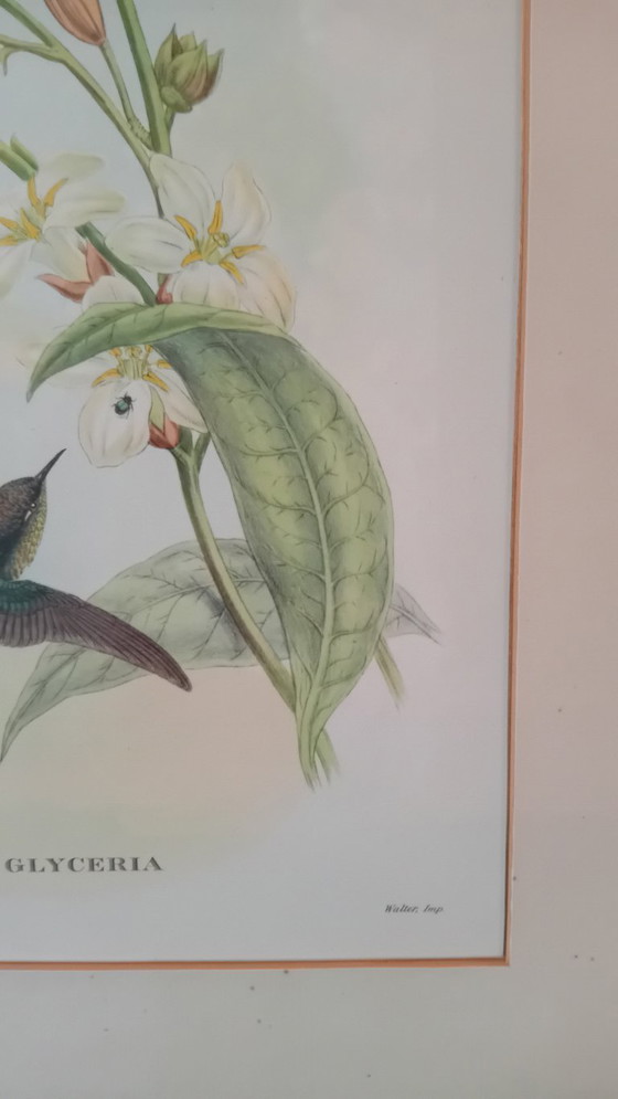 Image 1 of John Gould, Sparganura Glyceraia