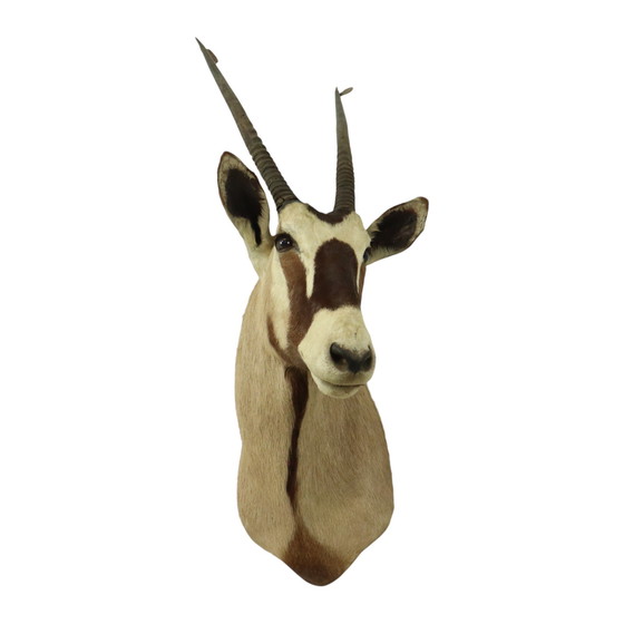 Image 1 of Taxidermie de l'antilope Oryx montée Gemsbok