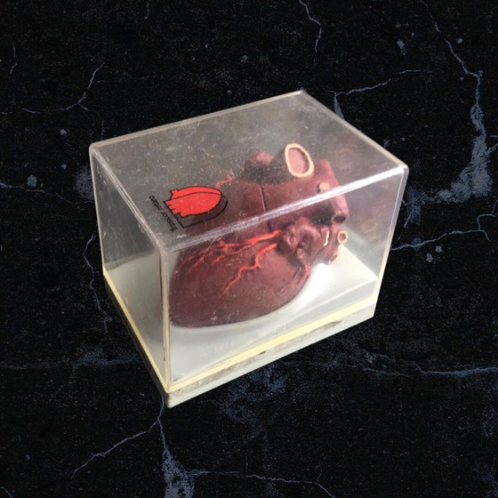 Image 1 of Trasicor retard vintage lifesize medical human heart specimen model anatomical physician's educational boxed 80s