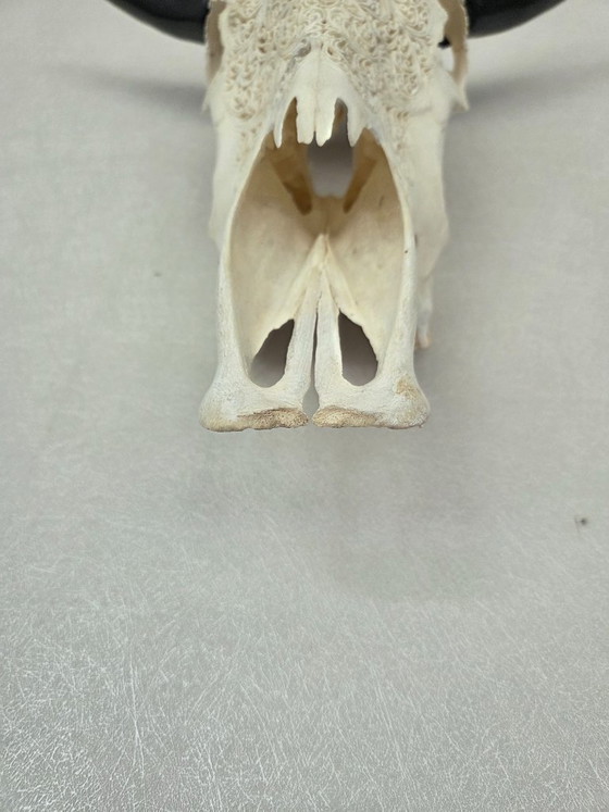 Image 1 of Hand-Carved Cow Skull – Unique Fern Motif (Boho-Ibiza)