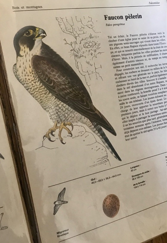 Image 1 of Illustrations rapaces vintage