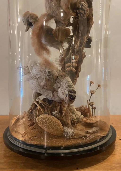 Antike viktorianische, sehr große Glaskuppel mit ausgestopften Vögeln und einem Eichhörnchen aus der Zeit um 1900