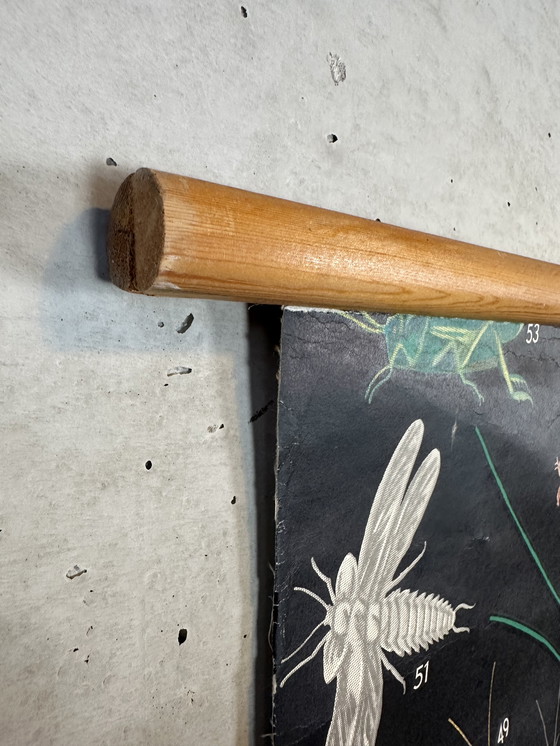 Image 1 of XL vintage linnen schoolkaart - ‘Relationships of the Animal Kingdom’