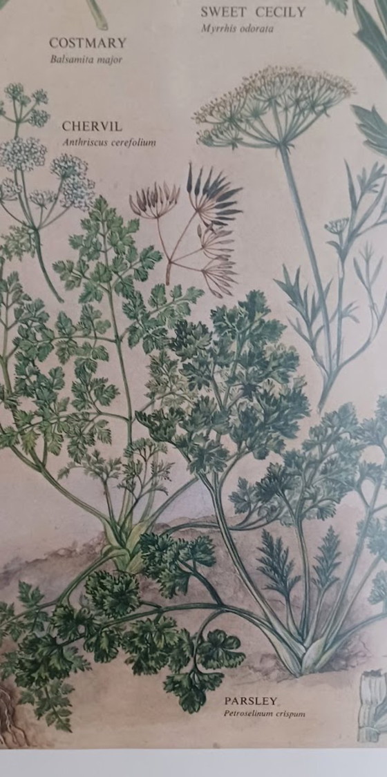 Image 1 of Vintage botanische poster ‘Culinary Herbs’ (1976) – British Museum, Westerham Press. 84x65 cm