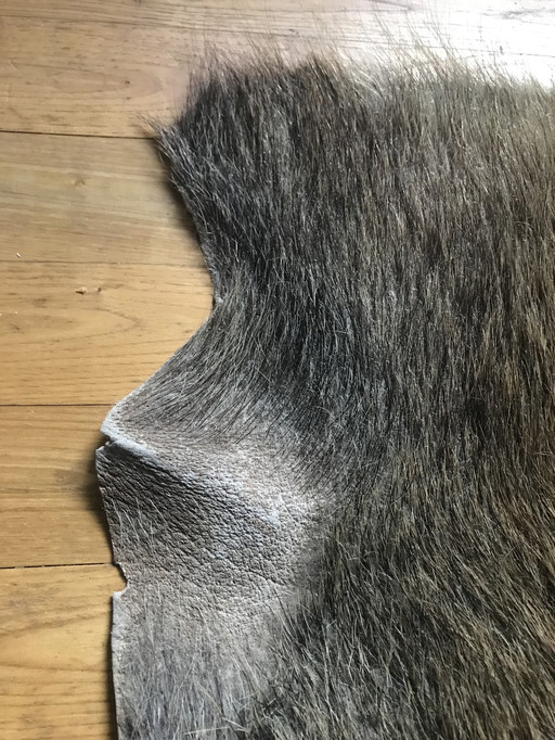 Wild boar Coat