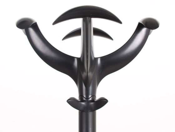 Image 1 of Appendiabiti Rexite Cactus