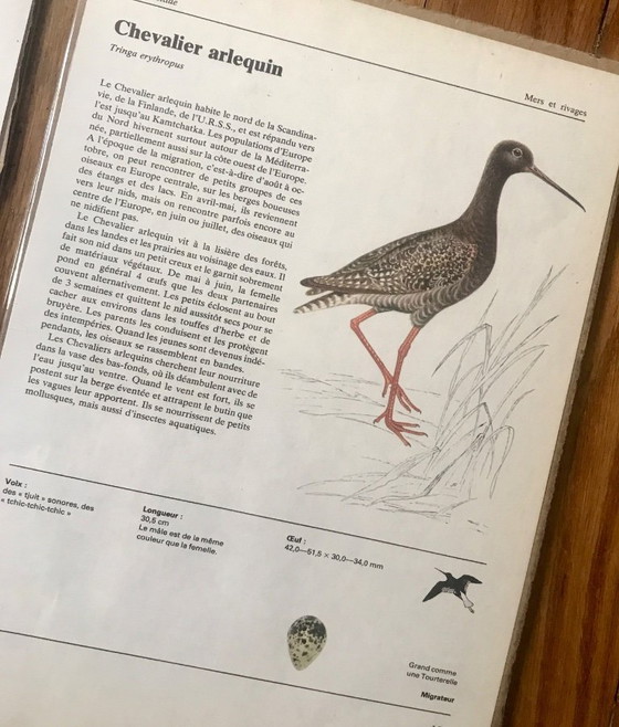 Image 1 of Illustrations of European birds