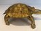 Messing schildpadsculptuur – Beeldhouwkunst, Brass (photo 7 of 9)