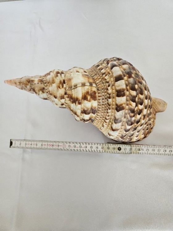 Spectacular Giant Triton's Horn Shell (29 cm) – Luxury Maritime Collector's Item (Pre-CITES) (photo 10 of 10)