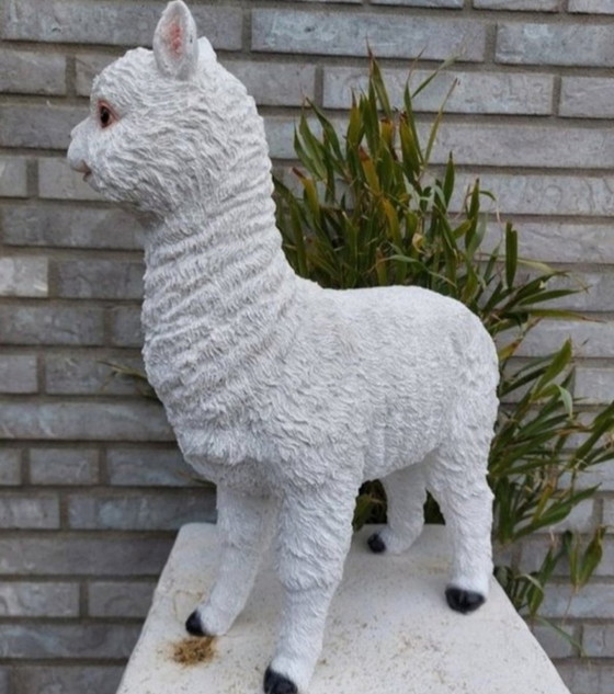 Image 1 of alpaga joyeux