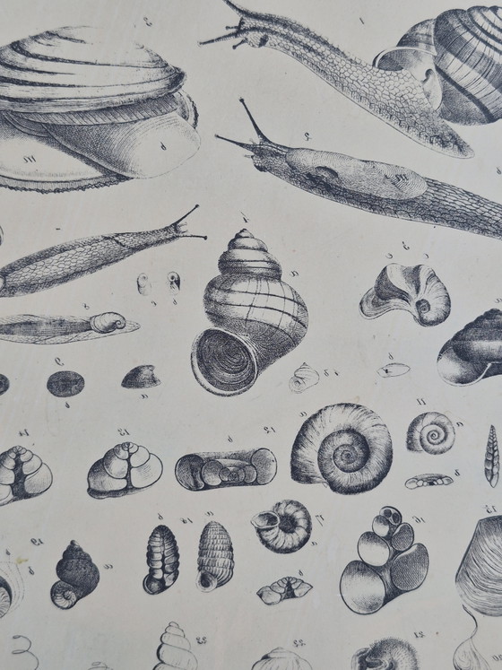 Antique Lithographic Stone Printing Stone Mollusks Snails Shells – Decorative Objects, Paper (photo 2 of 13)