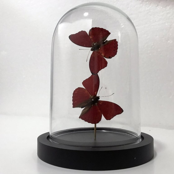 Image 1 of Cymotoe Sangaris - Aliante rosso sangue - Campana di vetro - Africa - 2020