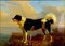 Dog - Oil on Canvas by Filippo Palizzi - Second Half of 19th Century – Paintings & Drawings, Wood (photo 4 of 4)