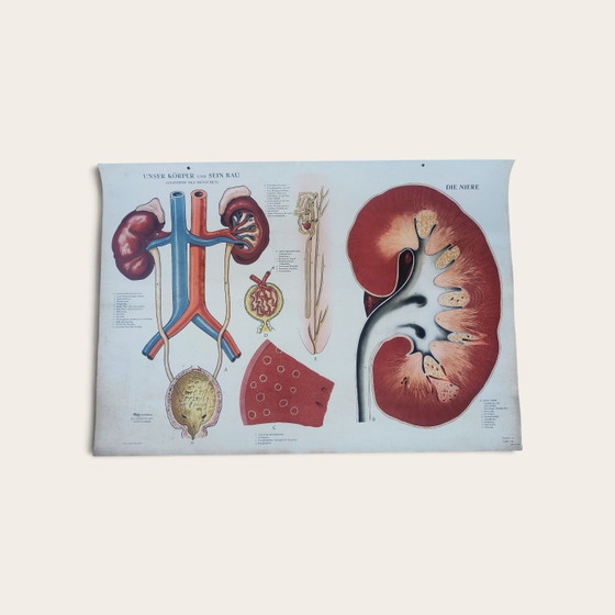 5 anatomische posters uit het midden van de 20e eeuw / Rudolf Tupy – Paper (photo 5 of 15)