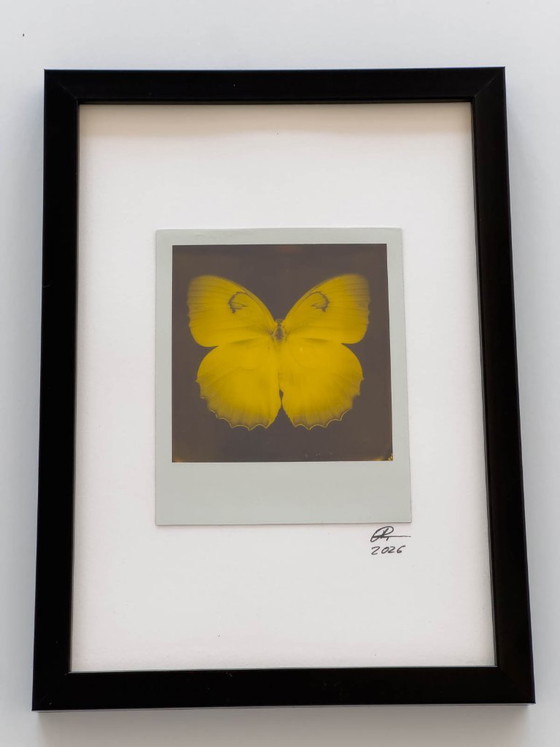 vlinder – Fotografie, Glass, Paper (photo 3 of 5)