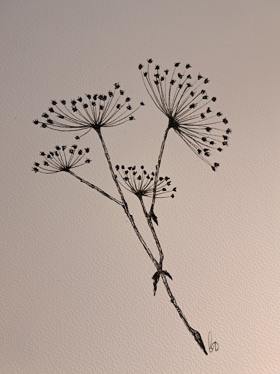 Image 1 of Illustration Hogweed | Dark brown chest