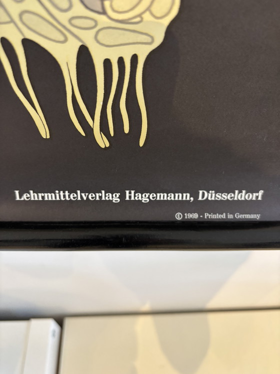 Image 1 of Affiche pédagogique botanique – Anatomie des conifères (Pin) – Lehrmittelverlag Hagemann, Düsseldorf 