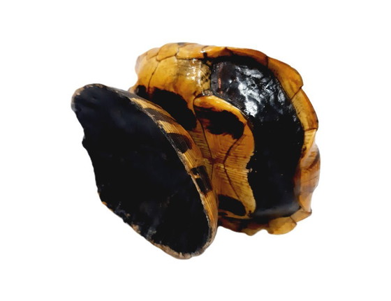 Image 1 of Posacenere vintage in vero guscio di tartaruga