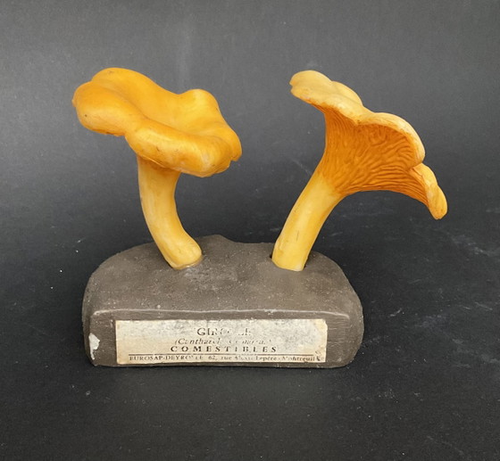 Image 1 of Conjunto exclusivo de 13 modelos de setas Deyrolle / Eurosap-Deyrolle – Colección didáctica de farmacia francesa