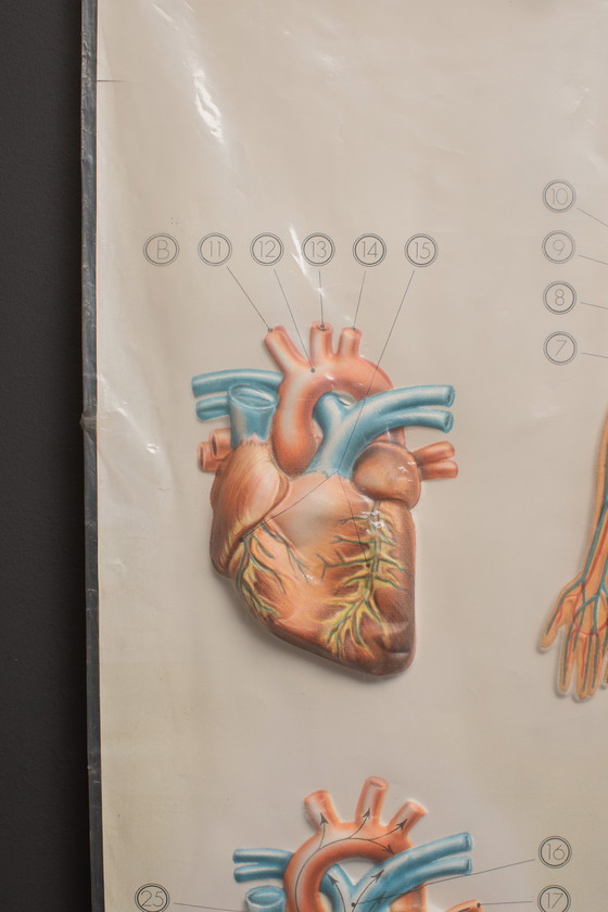 Image 1 of 3D - Reliefposters Nova Rico Florence Italy Scientific - The human being - blood circulation heart