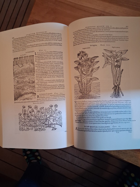 Image 1 of Book Rembertus Dodonaeus cruyde boeck