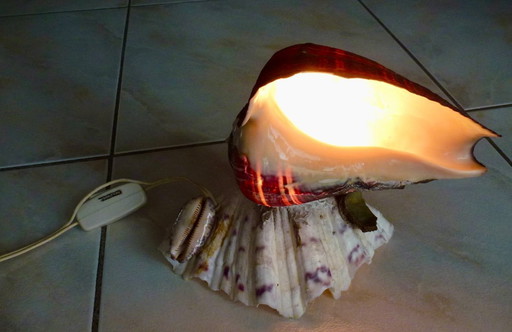 Preciosa lámpara hecha con una concha de abulón antigua.