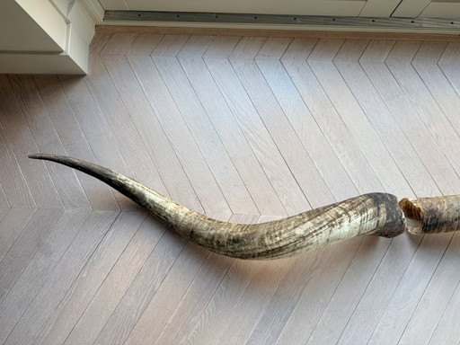 2 große, authentische Büffelhörner, 90 und 100 cm lang