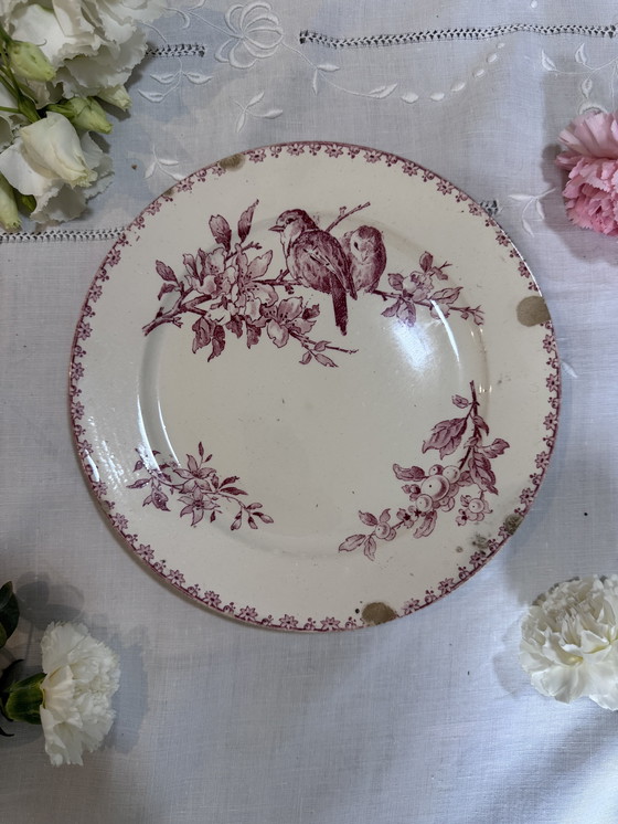 Image 1 of El plato plano favorito de Sarreguemines