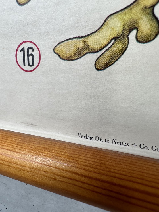 Image 1 of Vintage linnen schoolkaart - de grove den (pinus sylvestris)