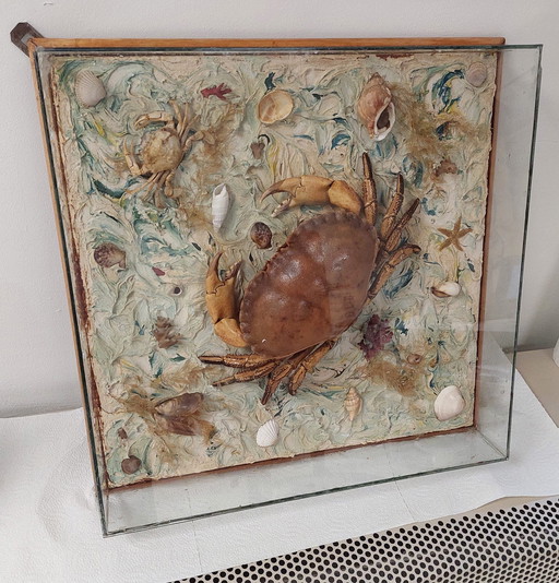 Mounted crab in display case