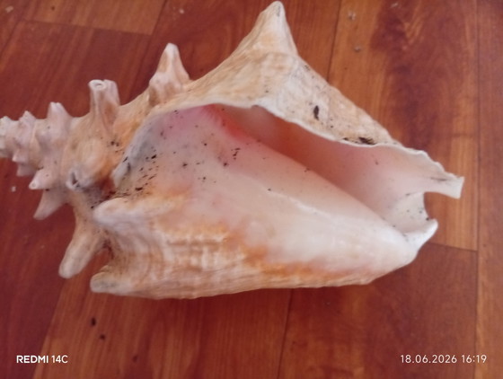 Image 1 of schelp