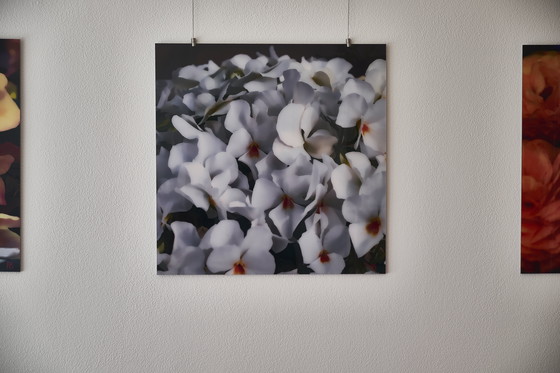 Image 1 of Splendore floreale