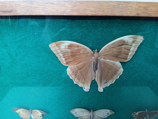 Butterfly Taxidermy Wall Decoration
