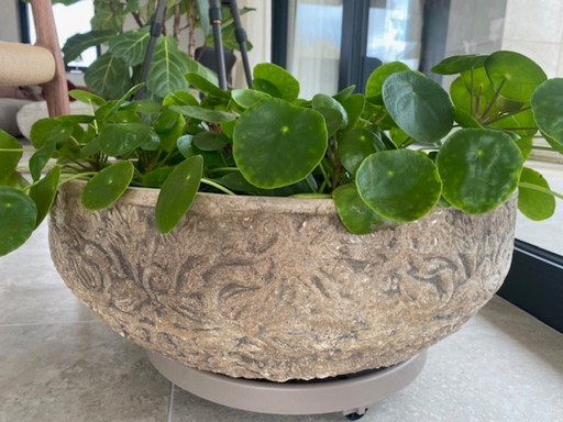Large beige flower pot with pancake plant