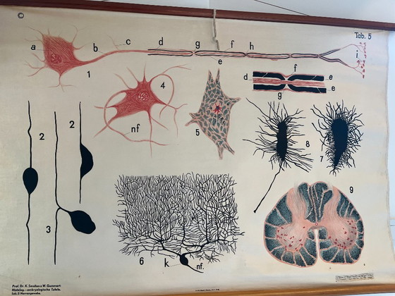 Image 1 of Zoological poster, animal body cell
