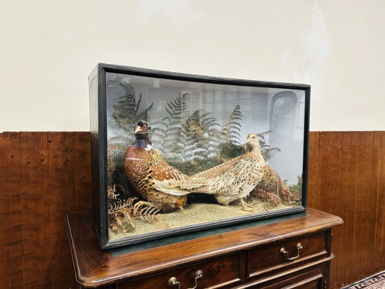 Antique Stuffed Pheasants in Display Case – Decorative Objects, Glass, Wood (photo 3 of 11)