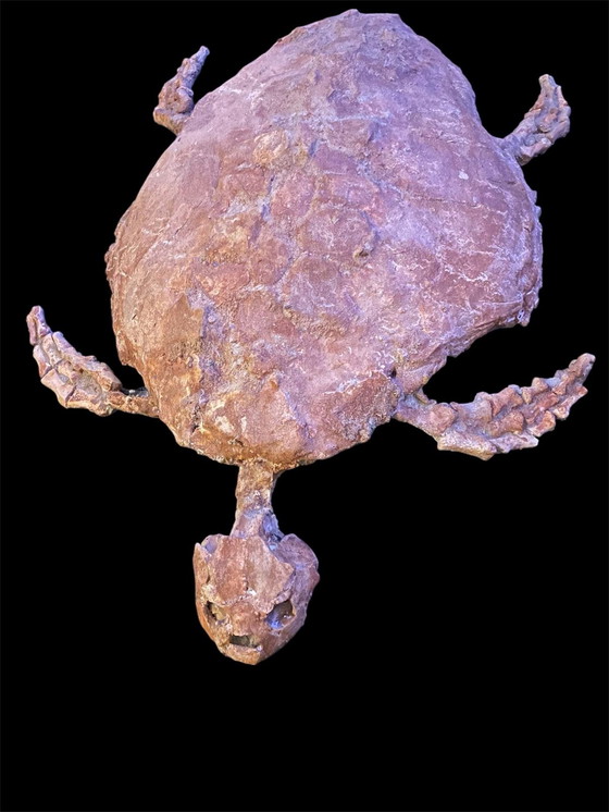 Image 1 of Scultura fossile di tartaruga