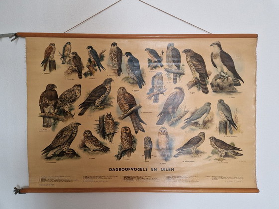 School poster Day birds of prey and owls by Thieme from 1955 – Thieme Zutphen, Wall decoration, Wood, Cotton (photo 3 of 6)