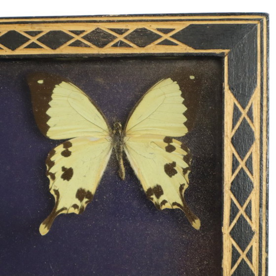 Framed Tropical Butterflies Taxidermy Insect Display, Decorative Objects, Glass, Wood, Multi Color (photo 10 of 10)