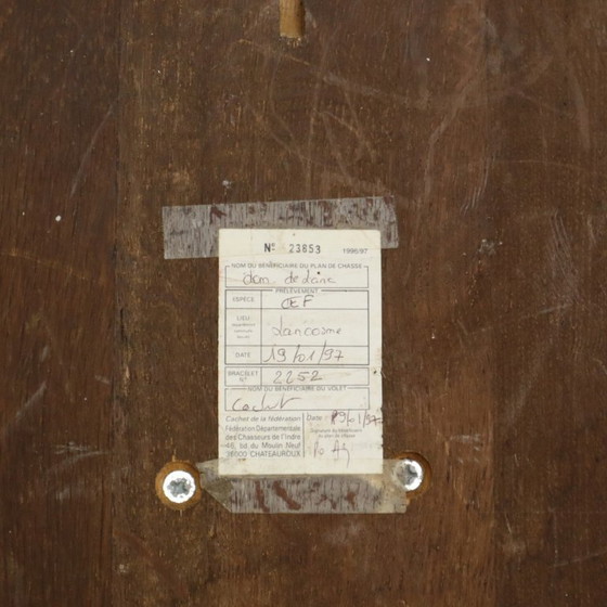 Image 1 of Testa di cervo rossa d'epoca, tassidermia.