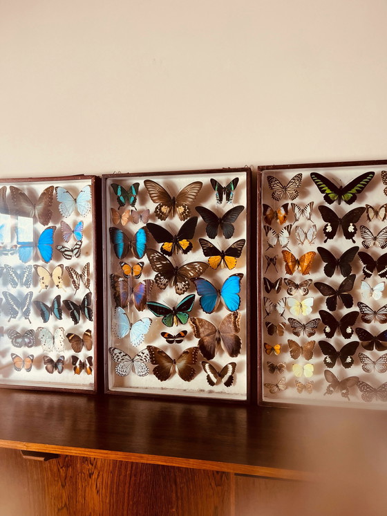 Image 1 of Unique ! 3 armoires papillon vintage exotiques