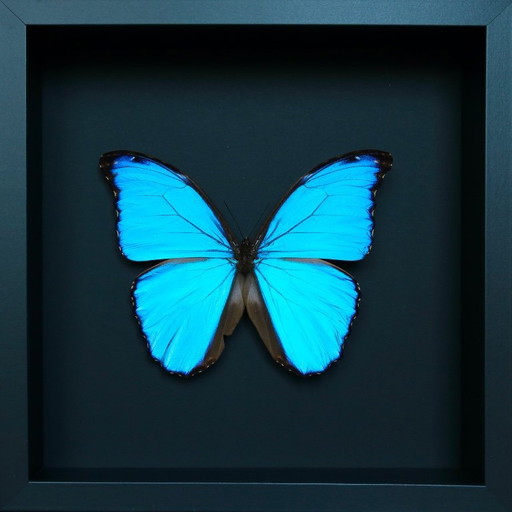 Cornice a farfalla blu Morpho Didius proveniente dal Perù – decoratieve objecten, Plexiglass