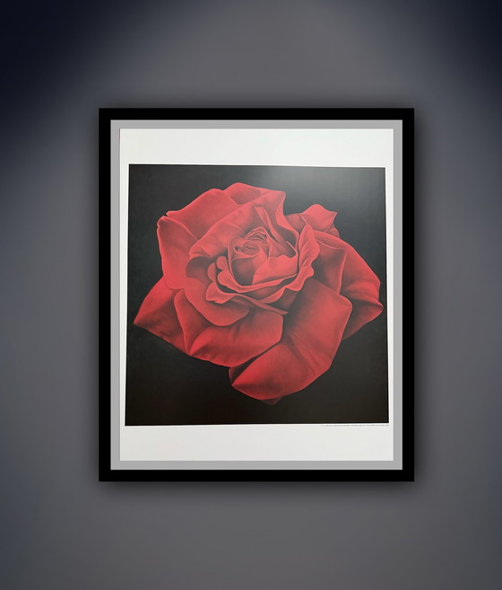 Image 1 of Franco Campana: "Red Rose". Beautiful colors!