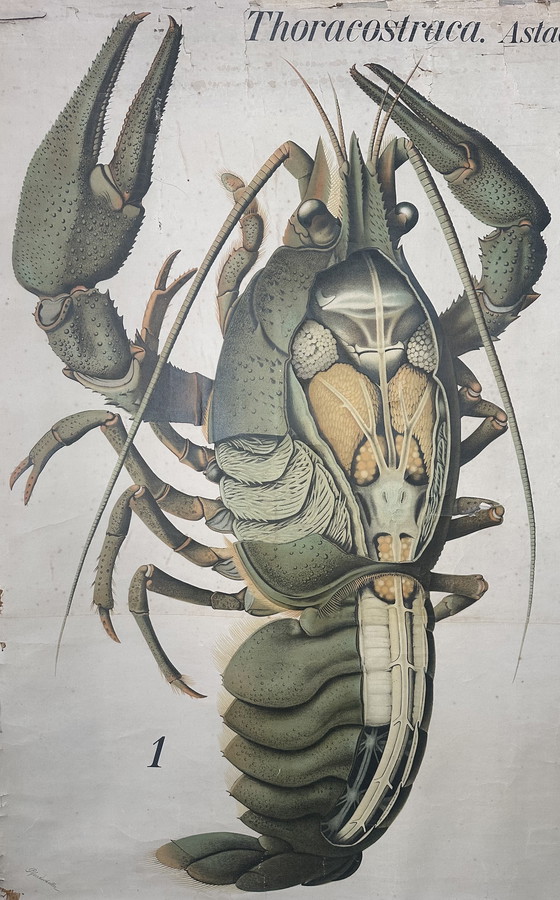 Image 1 of Carte scolaire vintage en lin XL - le homard