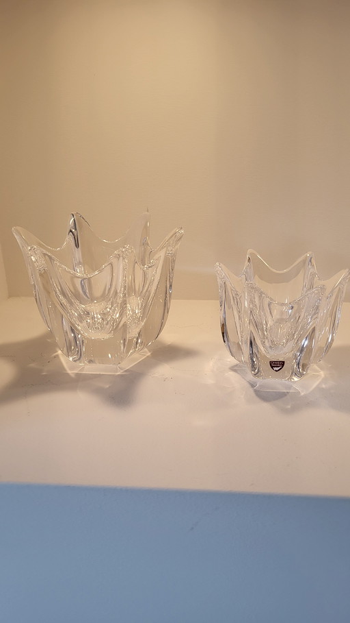 Tulipán Orrefors Belle