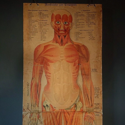 Old anatomy poster vintage