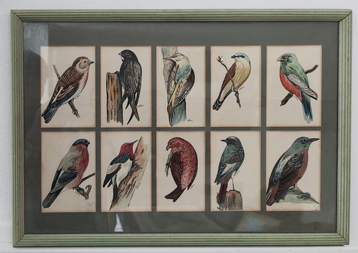Aquarelle d'oiseau Donald Watson(1910-2005)