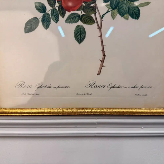 Stampa classica inglese Rosa Cappuccina in vendita?, Litografie e stampe, Klassiek (foto 3 di 4)