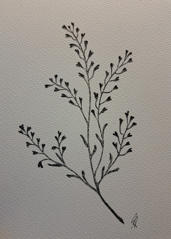 Image 1 of Botanische Hirtentäschel-Illustration | Dunkelbrauner Rahmen