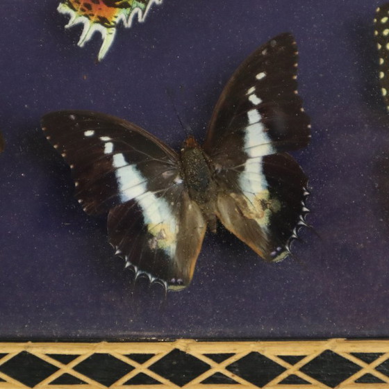 Framed Tropical Butterflies Taxidermy Insect Display, Decorative Objects, Glass, Wood, Multi Color (photo 5 of 10)